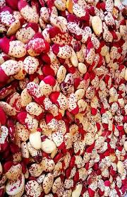Ethiopian Organic Kidney Beans(adenguare, aba choma) FREE SHIPPING